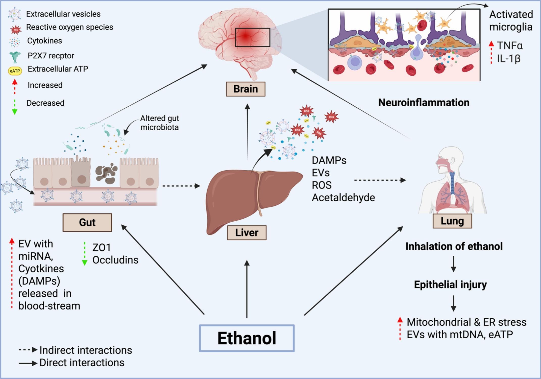 Figure 4, Brain, Behavior, and Immunity 2025